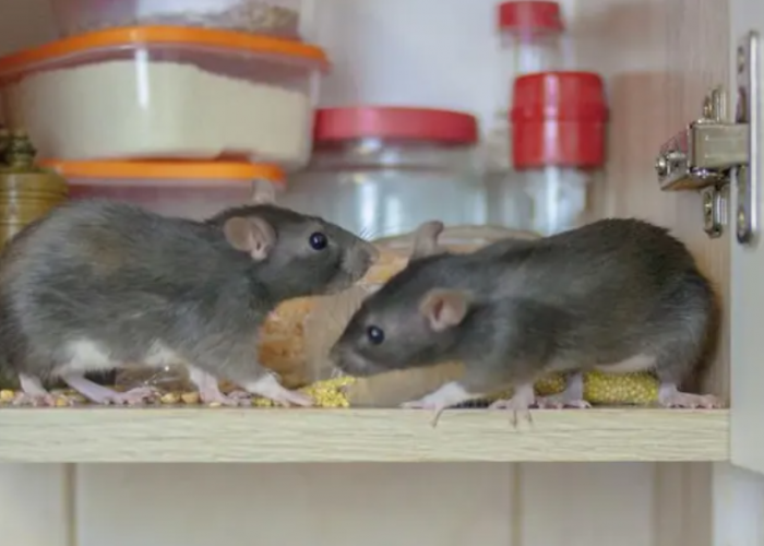 Jarang Disadari, Ini 5 Hal yang Jadi Pemicu Tikus Masuk ke Rumah dan Bersarang di Dalamnya