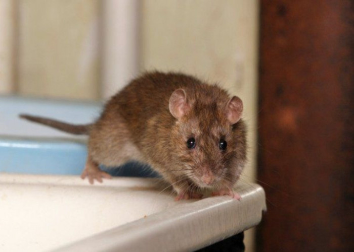 5 Makanan Favorit Tikus; Ayo Mengungkap Rahasia Selera Hewan Pengerat yang Gesit!