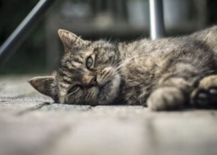 Jangan Dibiarkan! Kenali 6 Perilaku Kucing Pertanda Sedang Mengalami Stres, Cat Lovers Harus Peka!
