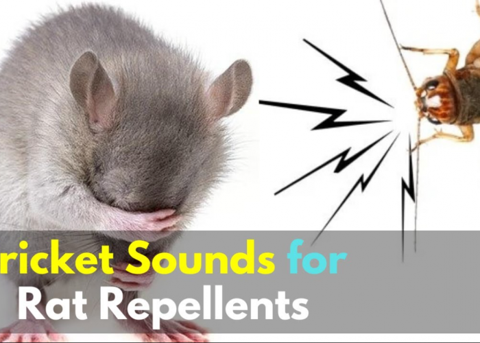 Yuk Cek Fakta! Apakah Benar Tikus Takut Suara Jangkrik? Simak 2 Alasannya Berikut