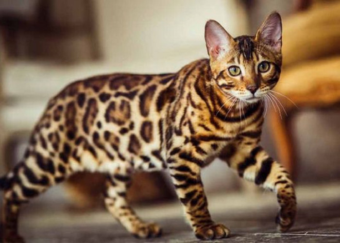 3 Ras Kucing Termahal di Dunia, Urutan Pertama Ada Ashera dengan Harga Milyaran!