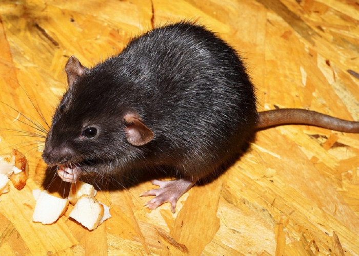 Ada Banyak Tikus di Rumah? Yuk Usir Dengan Menggunakan 6 Bahan Dapur Yang Dibenci Tikus