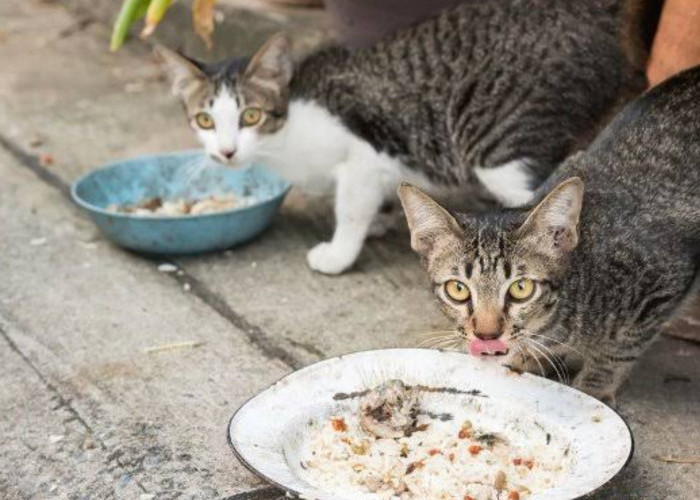 Apakah Kucing Boleh Makan Nasi Dicampur Ikan? Temukan Jawaban di Sini, Oh Ternyata...