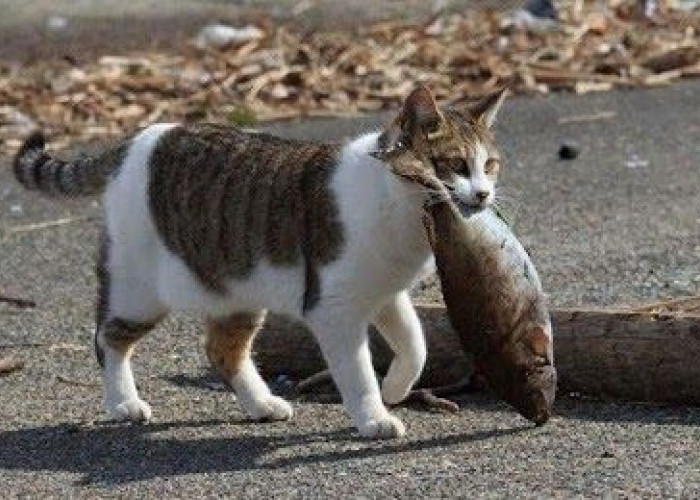 Apakah Kucing Boleh Makan Ikan Mentah? Berbahaya, Begini Alasannya.. Pemilik Kucing Wajib Simak!