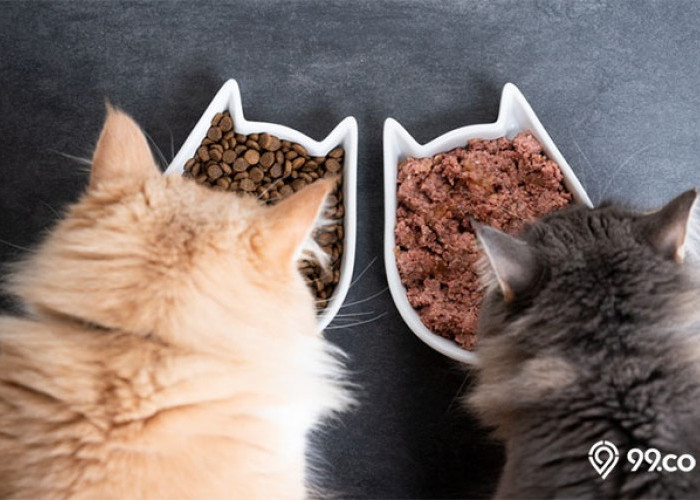 Bagaimana Cara Mengganti Makanan Kucing Dari Basah Menjadi Kering? Jika Salah Akan Berdampak Fatal!