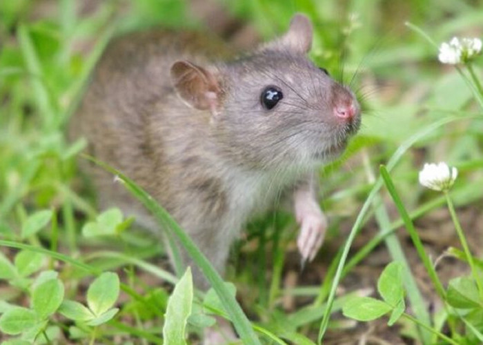 Buat Tikus Kabur, Berikut 5 Wewangian Yang Tidak Disukai Tikus Karena Baunya