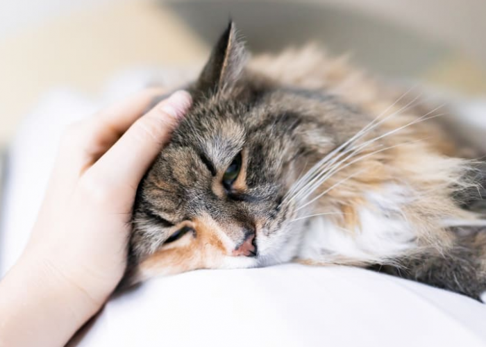 5 Cara Menolong Kucing yang Sedang Sakit, Tanpa Pergi ke Dokter Hewan