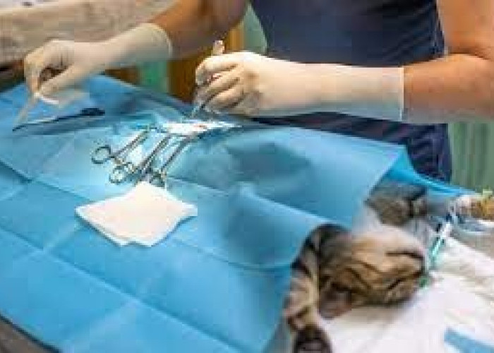 Apakah Kucing Berpuasa Sebelum Sterilisasi? Dan Apa Persyaratan Agar Kucing Lancar Melaksanakan Operasi?