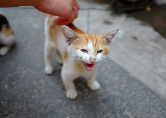 Ternyata Ini 5 Alasan Kenapa Kucing Liar Takut Manusia Sampai Meringkuk saat Melihat Kita