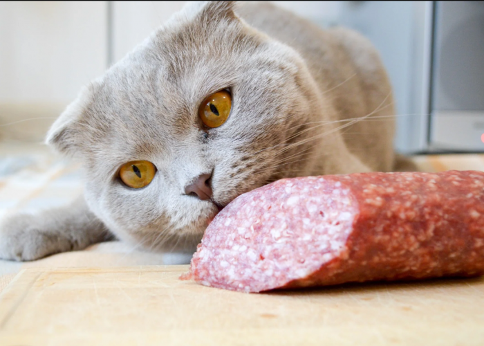 Apakah Kucing Boleh Makan Sosis? Perhatikan Berikut 5 Makanan yang Beracun bagi Anabul
