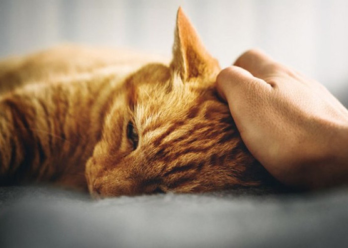 Jangan Panik! 10 Cara Terbaik Mengatasi Kucing yang Mengalami Stres