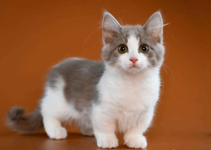 Mengenal Kucing Munchkin, Kucing Berkaki Pendek yang Menggemaskan dan Penuh Kontroversial