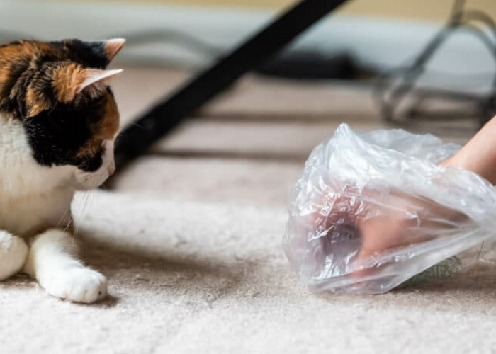 Jangan Kesal Dulu! Berikut Adalah 3 Alasan Kenapa Kucing Kampung Suka Berak di Keset