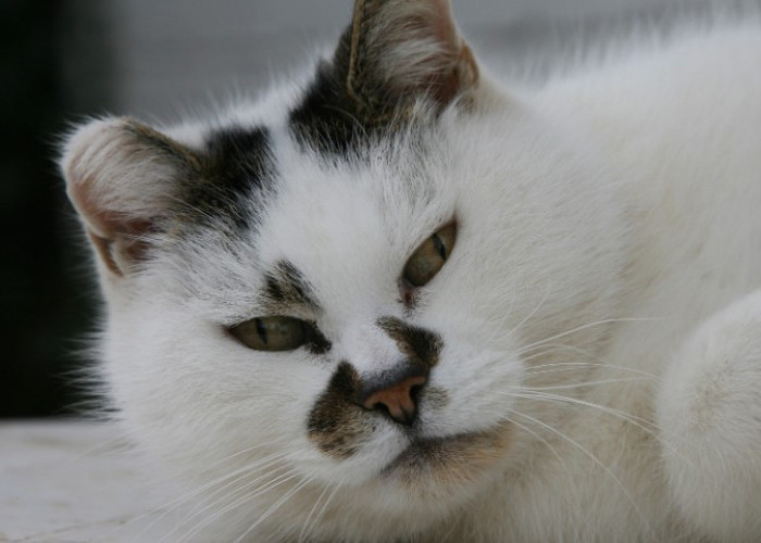 Kucing Bisa Kena Kanker? Berikut 4 Tanda Kucing Mengidap Kanker yang Perlu Kamu Perhatikan!