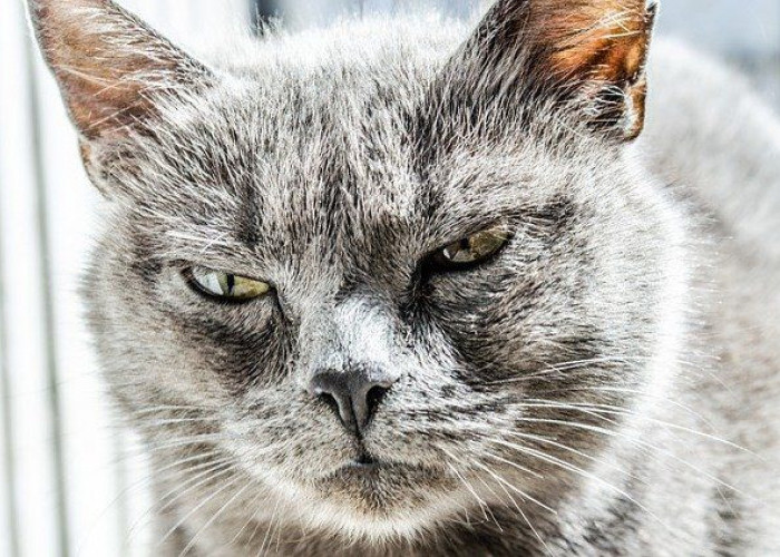 Sepele Tapi Bikin Kucing Marah, Inilah 8 Hal yang Tidak Disukai Kucing, Cat Lovers Wajib Tahu!