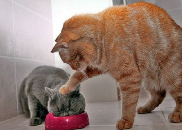 5 Poin Penting Dalam Memberikan Makanan Kucing Sesuai Dengan Takaran Usianya, Para Pemilik Anabul Wajib Baca!