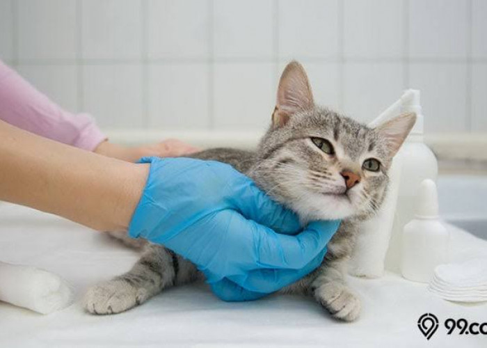 Ragam Manfaat Sterilisasi Kucing yang Jarang Diketahui, Ternyata Sangat Penting Untuk Kesehatan Kucing!