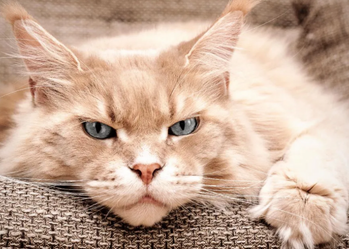 4 Alasan Kenapa Kucing Sedih dan Cara Mengatasi Kucing yang Sedang Sedih, Agar Ceria Kembali!