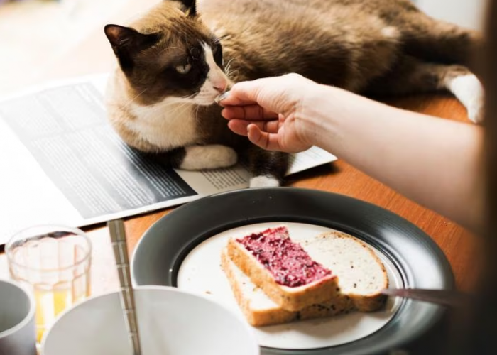 Apakah Kucing Boleh Makan Roti? Simak Penjelasannya dan Efeknya ke Kucing