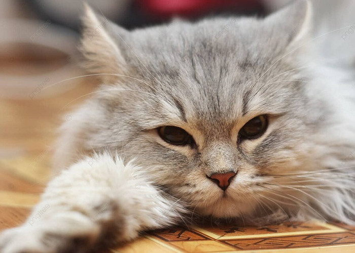 Ini Manfaat Memelihara Kucing di Rumah, Benarkah Bisa Turunkan Risiko Akibat Sakit Jantung? Simak Ulasannya!
