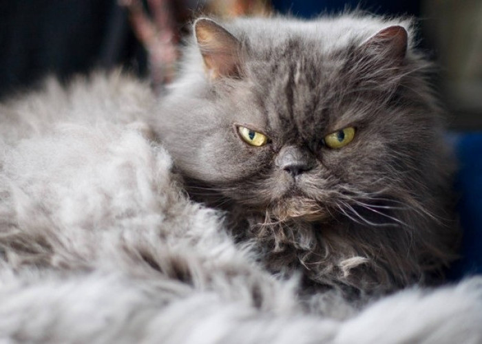 4 Penyebab Kucing Anggora Rewel Atau Mengeluarkan Suara Ngeongan Di Malam Hari, Harus Anda Ketahui!