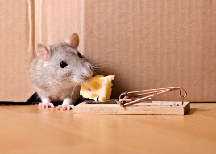 5 Cara Mengusir Tikus Dari Rumah, Yuk Simak Cara Mengusir Hewan Hama Yang Satu Ini