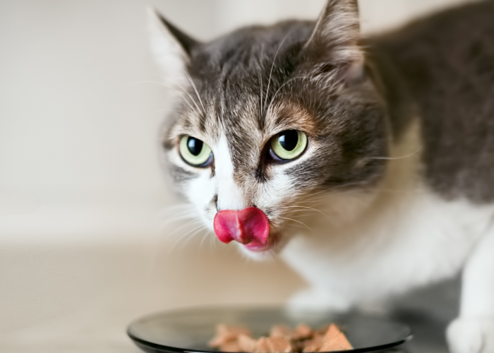 5 Merk Makanan Kucing Kampung agar Cepat Gemuk dan Berbulu Lebat, Murah dan Berkualitas