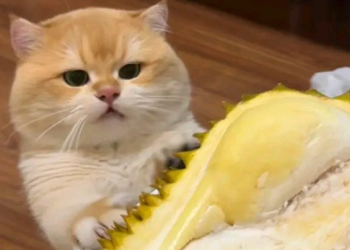Apakah Kucing Boleh Makan Durian? Simak Penjelasan dan Manfaat Durian Bagi Kucing, yang Jarang Diketahui