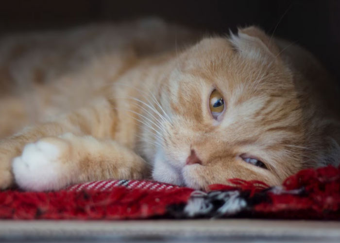 Yuk, Peka! Ini 4 Ciri Kucing Peliharaan Sedang Sedih dan Depresi, yang Masih Jarang diketahui Pemilik Anabul!