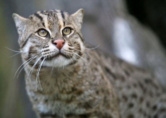 3 Kucing Asal Indonesia Terancam Punah, Ketahui Kucing Apa Saja dan Apa Penyebabnya? Oh ternyata!