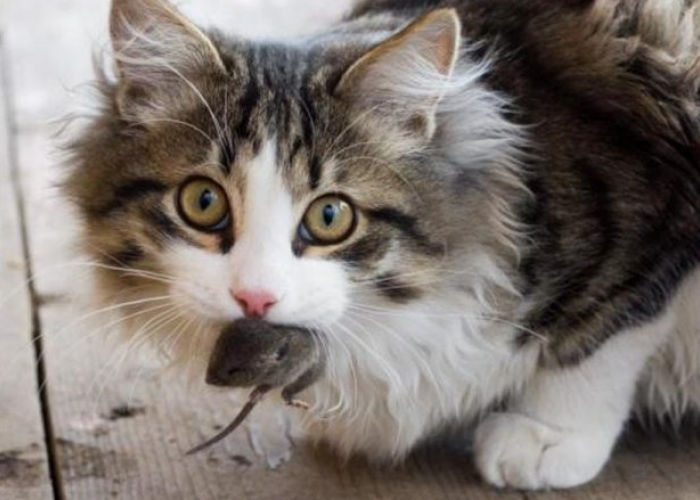 Kenapa Kucing Kampung Membawa Hewan Mati ke Rumah? Berikut 4 Arti dan Penyebabnya