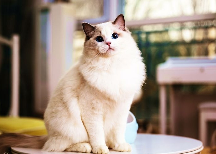 Apakah Benar Usia Terlama Kucing Peliharaan Bisa Mencapai 38 Tahun? Inilah Penjelasan Usia Kucing Peliharaan!