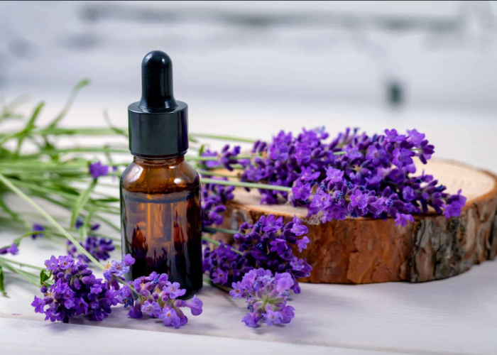 2 Cara Menggunakan Tanaman Lavender untuk Mengusir Nyamuk Secara Ampuh dari Rumah
