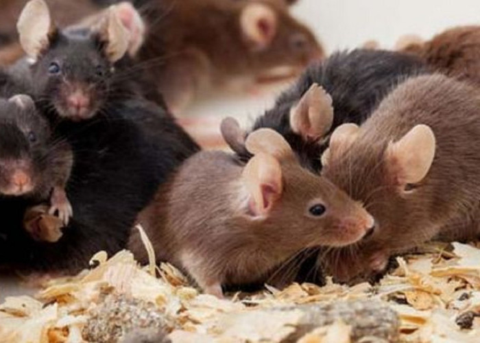 Aromanya Dapat Mencegah Tikus Masuk Ke Dalam Rumah! Inilah 6 Aroma Alami Yang Dapat Mengusir Tikus Dari Rumah