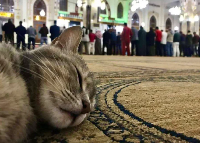 Bolehkah Kita Mengusir Kucing Masuk Masjid? Ternyata Ini Hukum Kucing Liar Masuk ke Rumah Ibadah