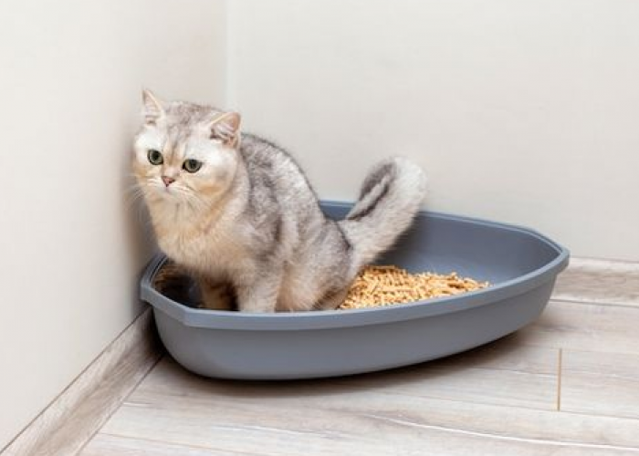 Bau Kotoran Kucing Anda Sangat Menyengat? Ikuti 6 Cara Ampuh Mengurangi Bau Kotoran Kucing Berikut Ini