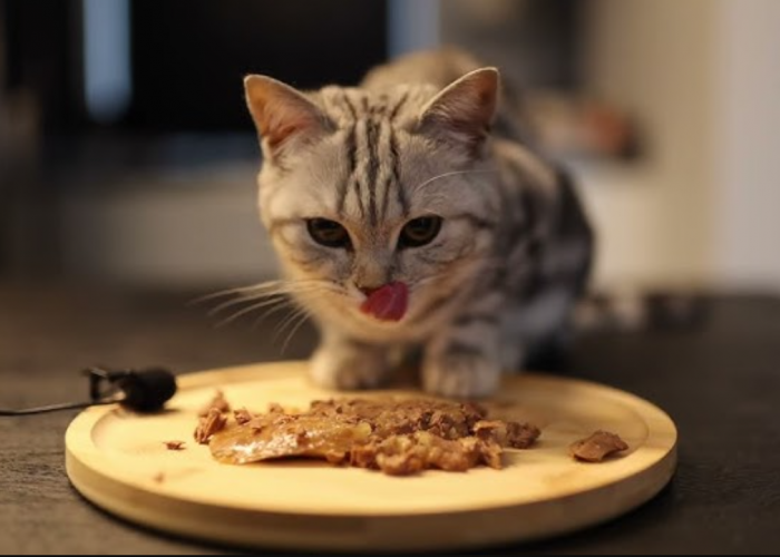 Begini 5 Cara Membuat Makanan Kucing dari Telur Campur Tempe, Bikin Anabul Ketagihan