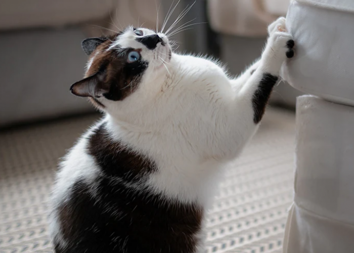 Cara Mengatasi Kucing yang Suka Mencakar, dan 4 Masalah Umum Kucing Lainnya