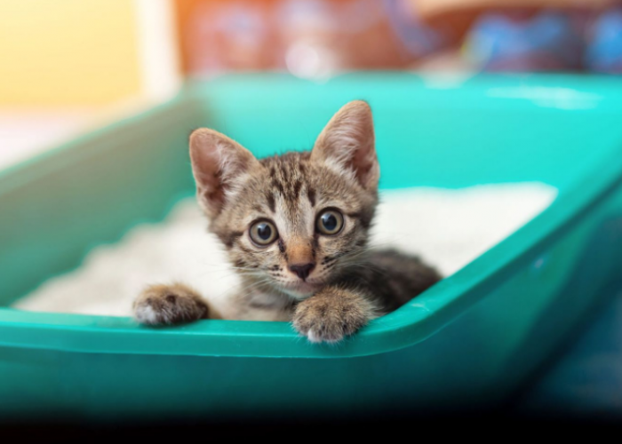 3 Cara Membuat Pasir Kucing Sendiri dari Bahan Organik, agar Anabul Gak Buang Kotoran Sembarangan
