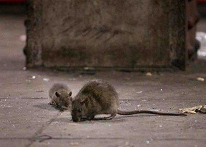 Ternyata Ini yang Menyebabkan Tikus Dapat Bersarang dan Berkembang Biak di Rumah Kita