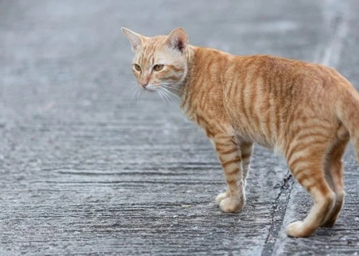 Bikin Kesel Kucing Kampung Berak Sembarangan, Inilah 3 Cara Usir Kucing Tanpa Menyakiti