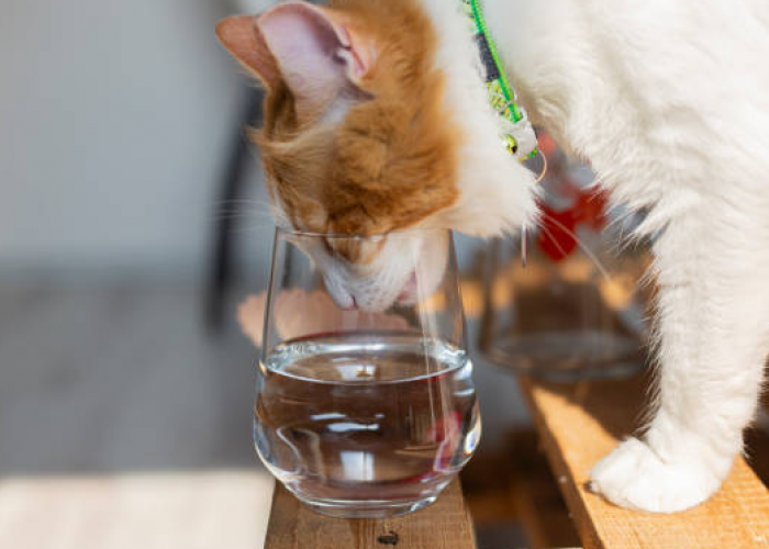 Air Bekas Minum Kucing Apakah Najis Atau Tidak?  Inilah Hadist dan Penjelasannya