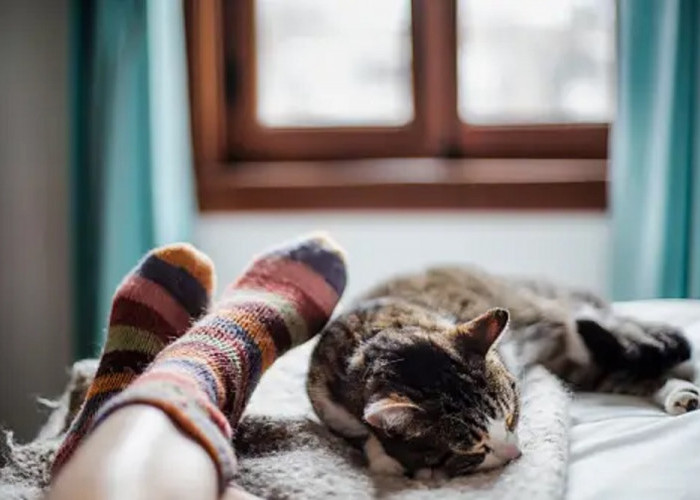 Buat Tidur Jadi Lebih Nyenyak, Yuk Simak 5 Manfaat Tidur Bareng Kucing Yang Jarang Orang Ketahui