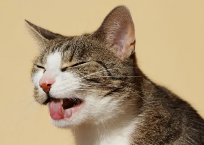 Sering Diabaikan! Ini 4 Penyebab Kucing Peliharaan Muntah yang Wajib Diperhatikan Para Catlovers