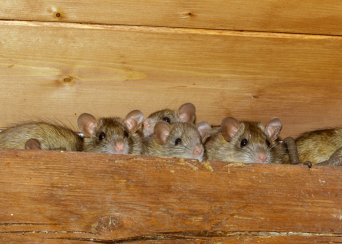 Waspada 3 Tanda Tikus Bersarang di Plafon Rumah Anda, Atap Rumah Sering Berisik di Malam Hari