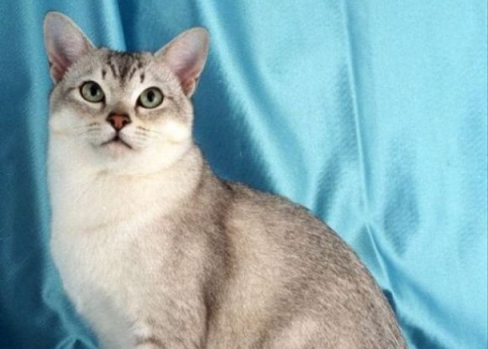 Mengenaskan! 5 Ras Kucing dengan Umur Pendek yang Bikin Mikir Dua Kali Sebelum Memeliharanya