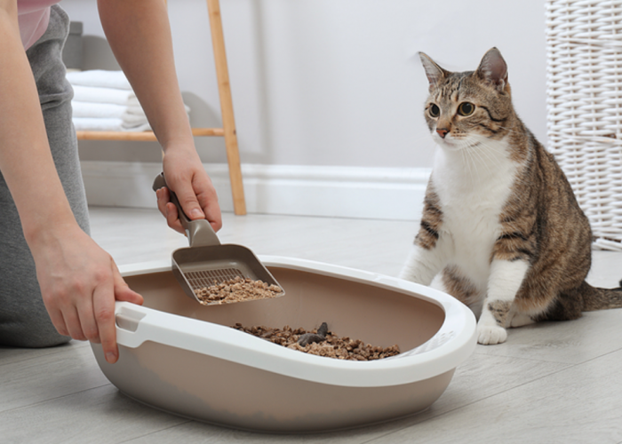 Inilah 5 Cara Mengajarkan Kucing Buang Air di Pasir, Rumah Bersih Bebas Bau Menyengat