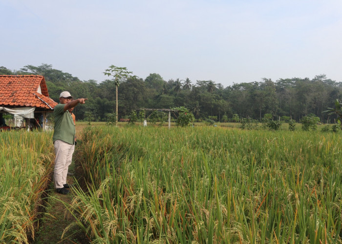 15 Hektare Sawah di Darma Diserang Tikus, Kepala Diskatan Kuningan Turun Tangan Kendalikan Hama