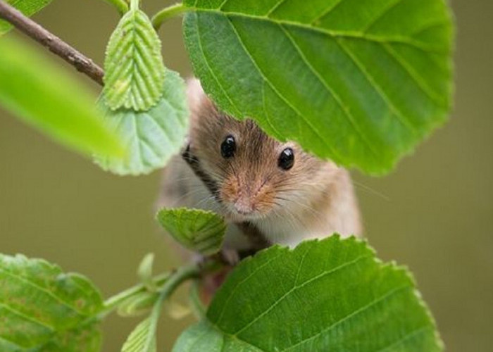 Buat Tikus Pusing Dan Kabur! Inilah 5 Aroma Alami Yang Tidak Disukai Tikus
