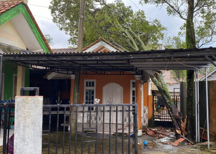 Kembali, Pohon Tumbang Menimpa Rumah Akibat Angin Kencang